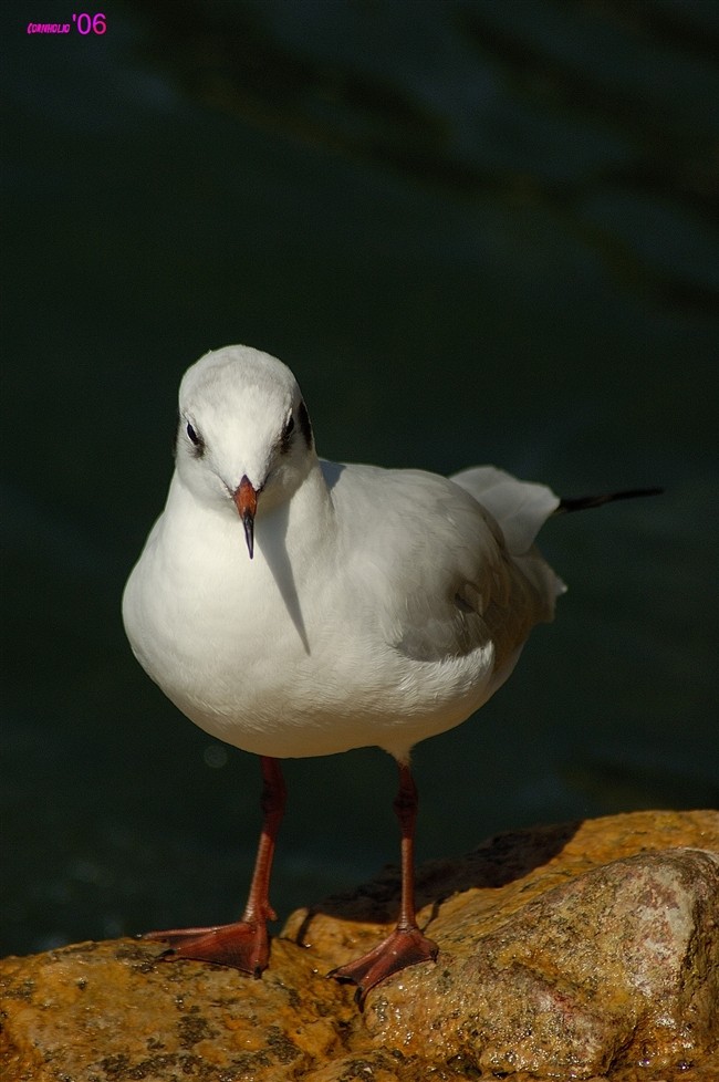 Gabbiano... corso? No, Gabbiano comune / Chroicocephalus (ex Larus) ridibundus